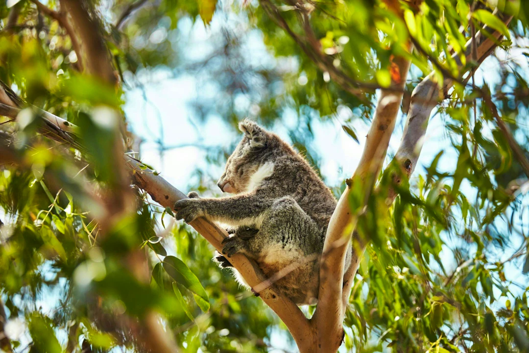 Koala Conservation Reserve in Phillip Island Price